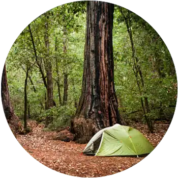 A green tent surrounded by redwood trees is pitched at a campsite in Big Basin Redwoods State Park.
